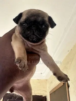 1-3 months Female Purebred Pug
