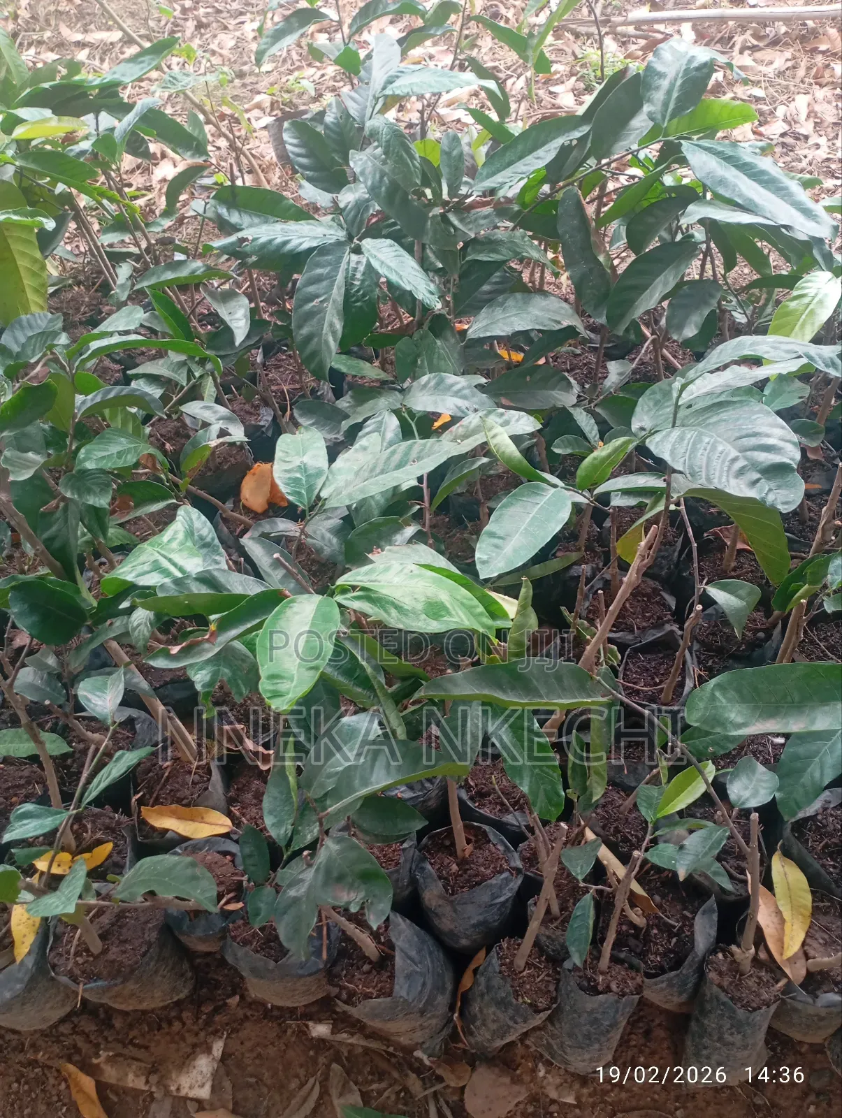 African Bread Fruit (Ukwa)
