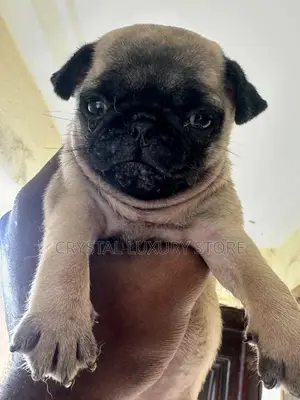 1-3 months Female Purebred Pug