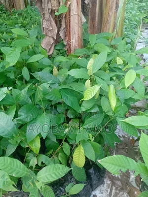 Agric Pilla