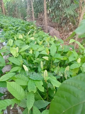Agric Pilla