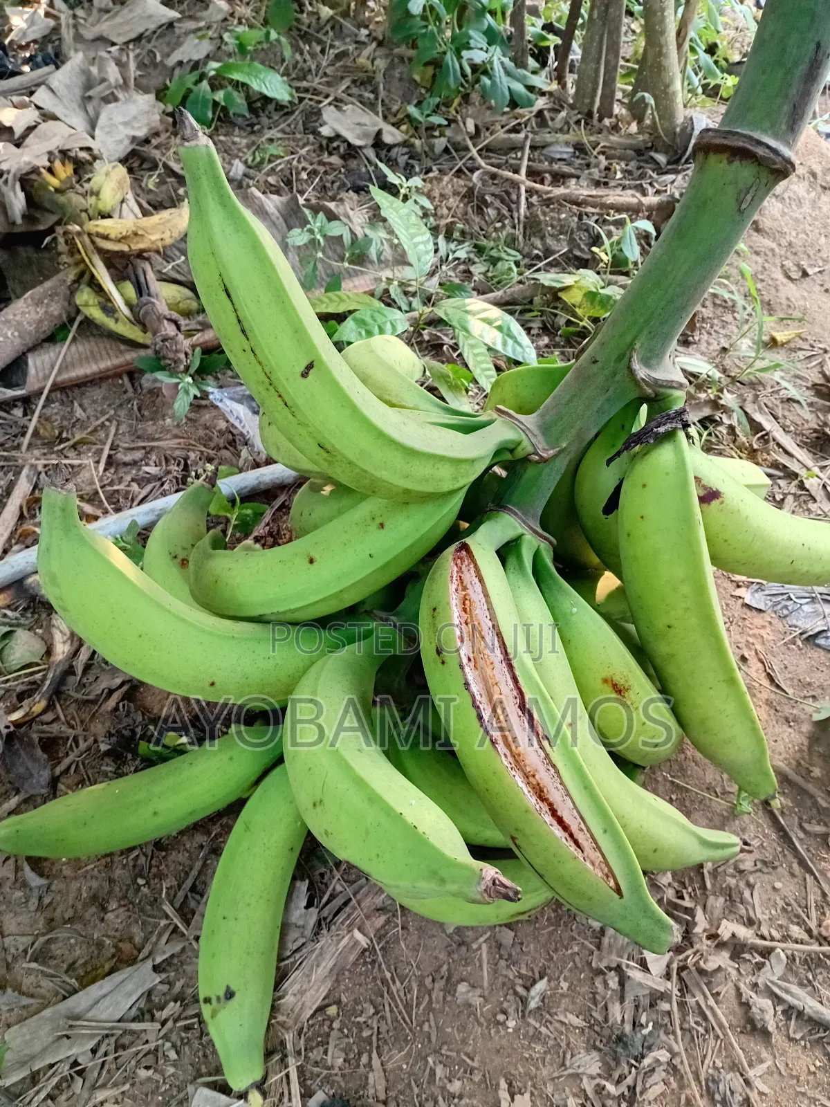 Agric Pilla