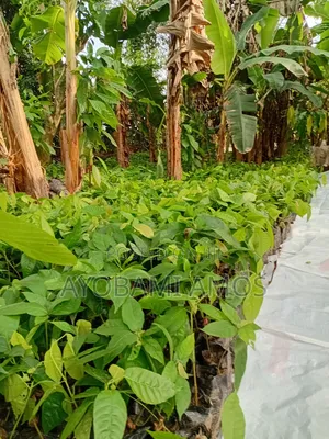 Agric Pilla