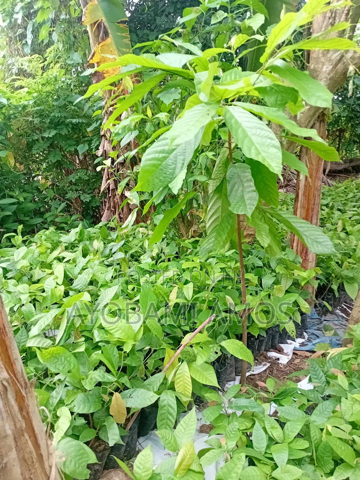 Agric Pilla