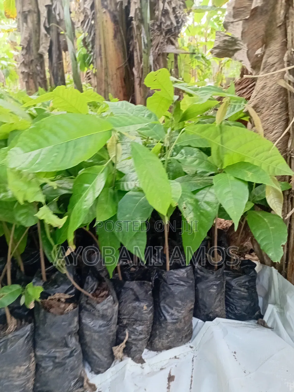 Agric Pilla