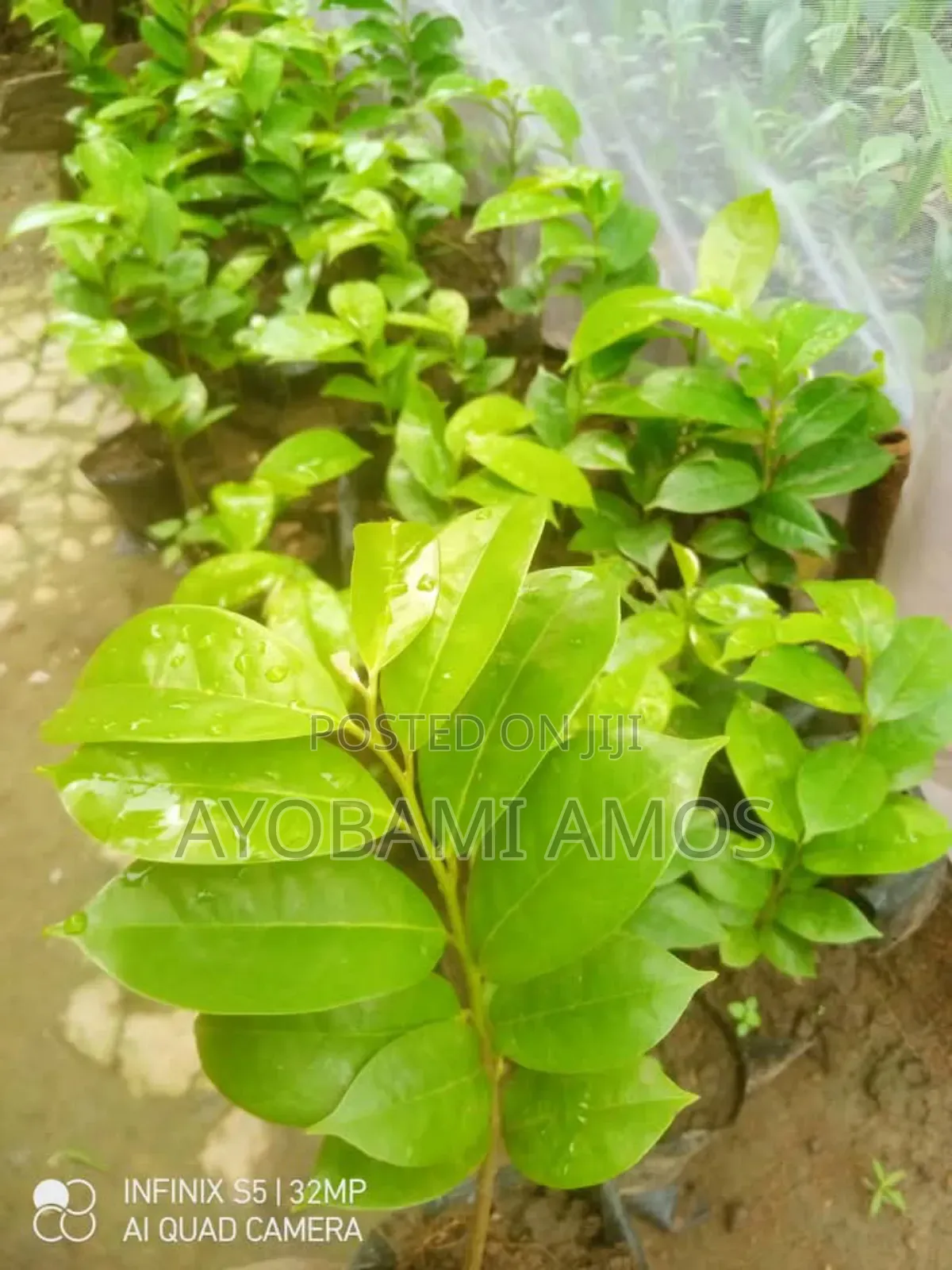 Agric Pilla