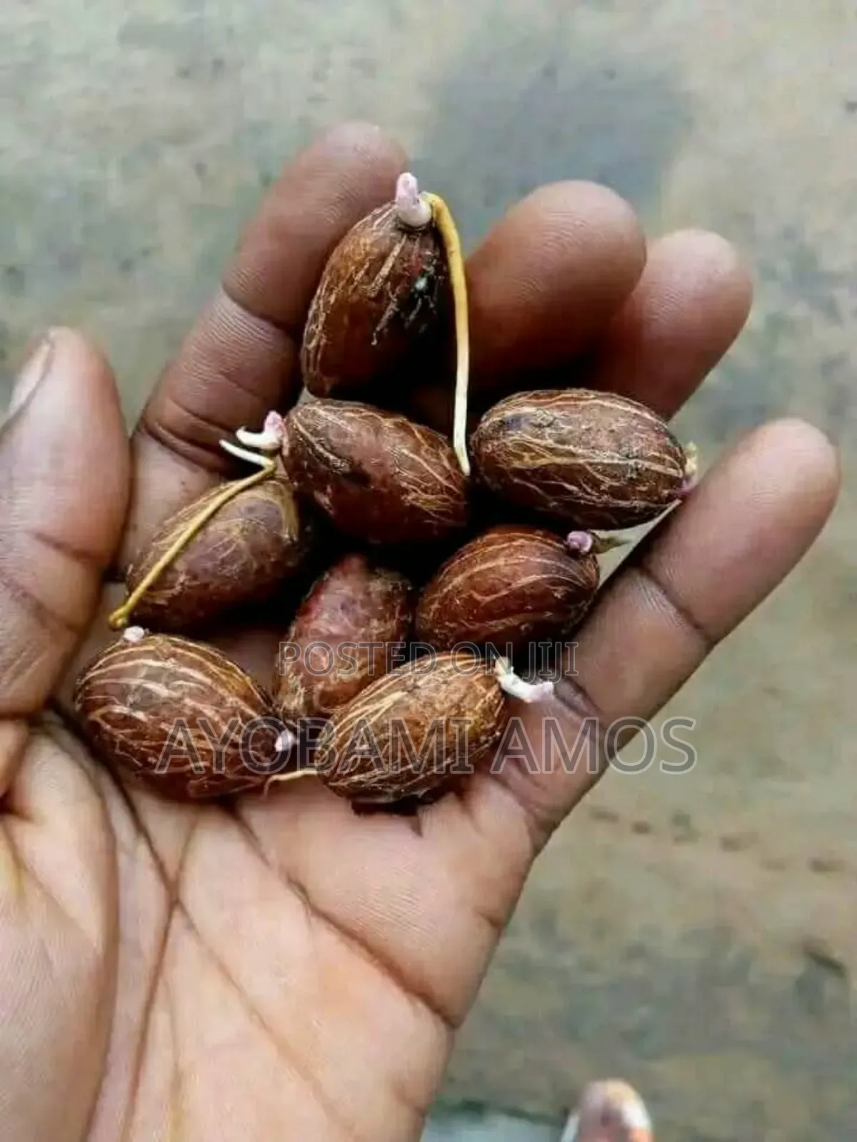 Agric Pilla
