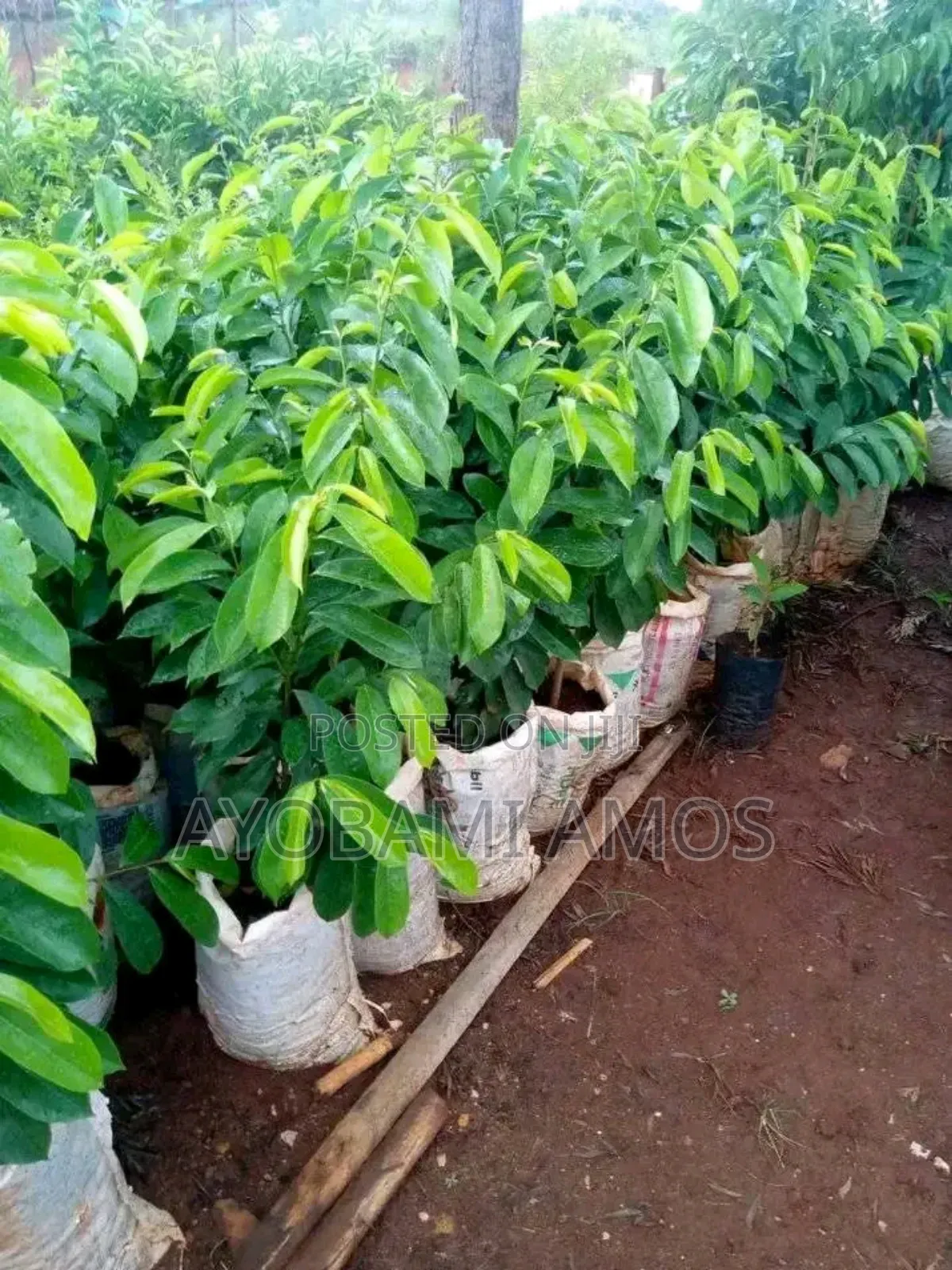 Agric Pilla