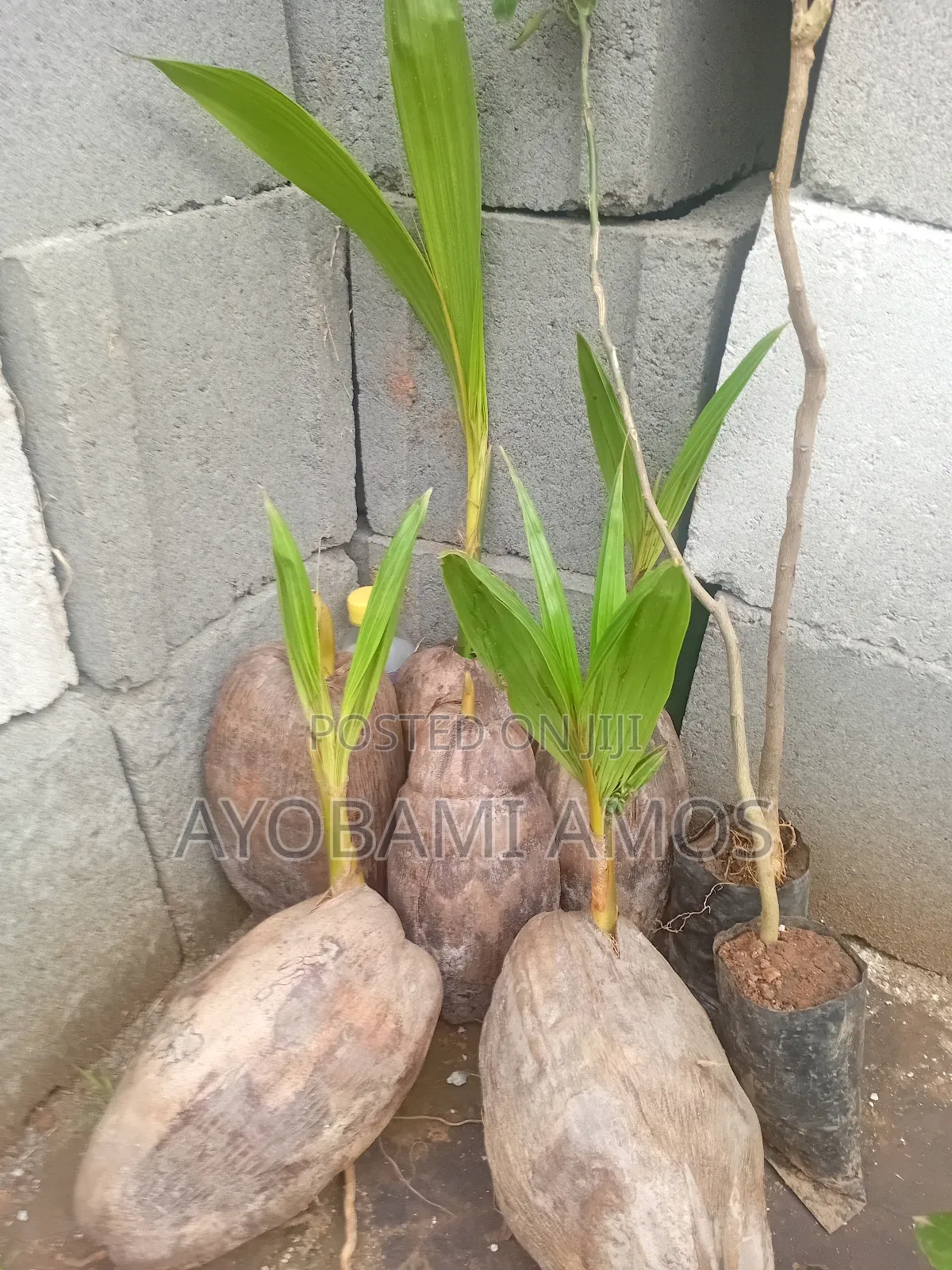 Agric Pilla