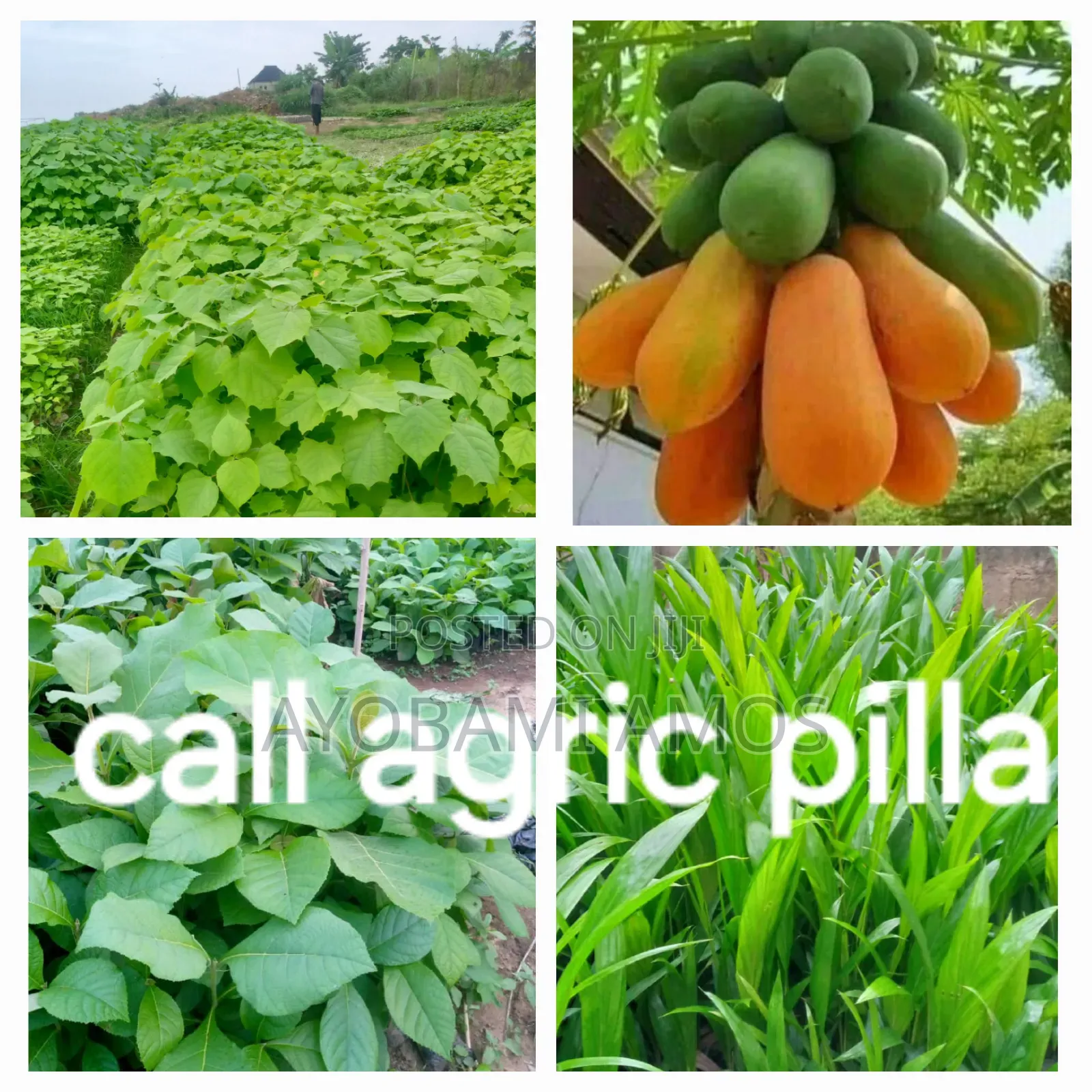 Agric Pilla