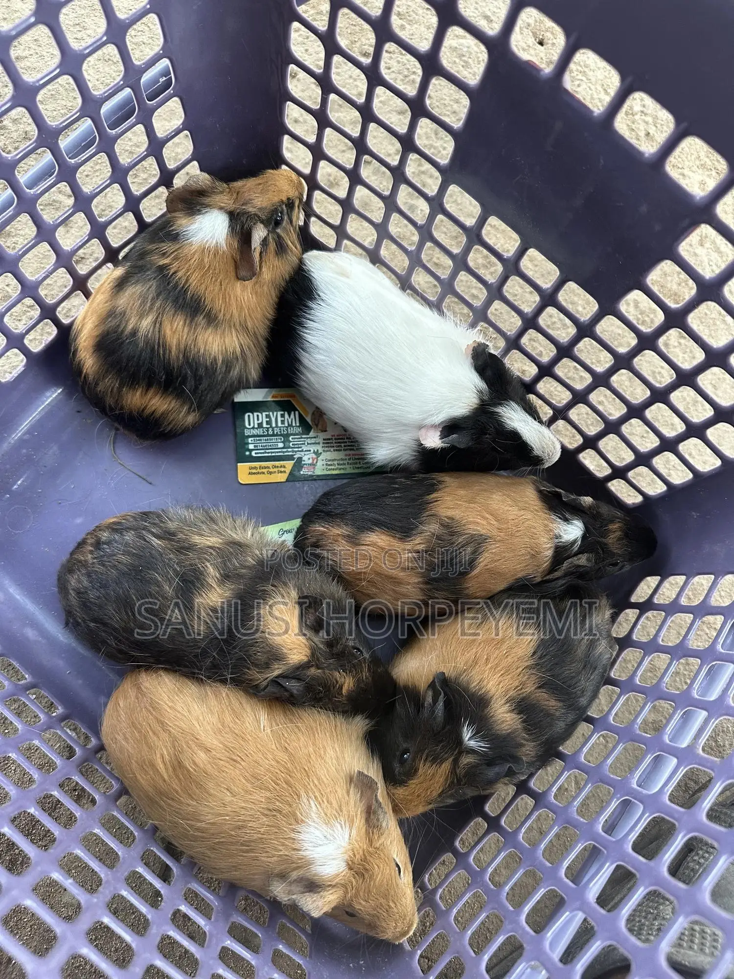 Guinea Pig