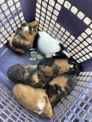 Guinea Pig