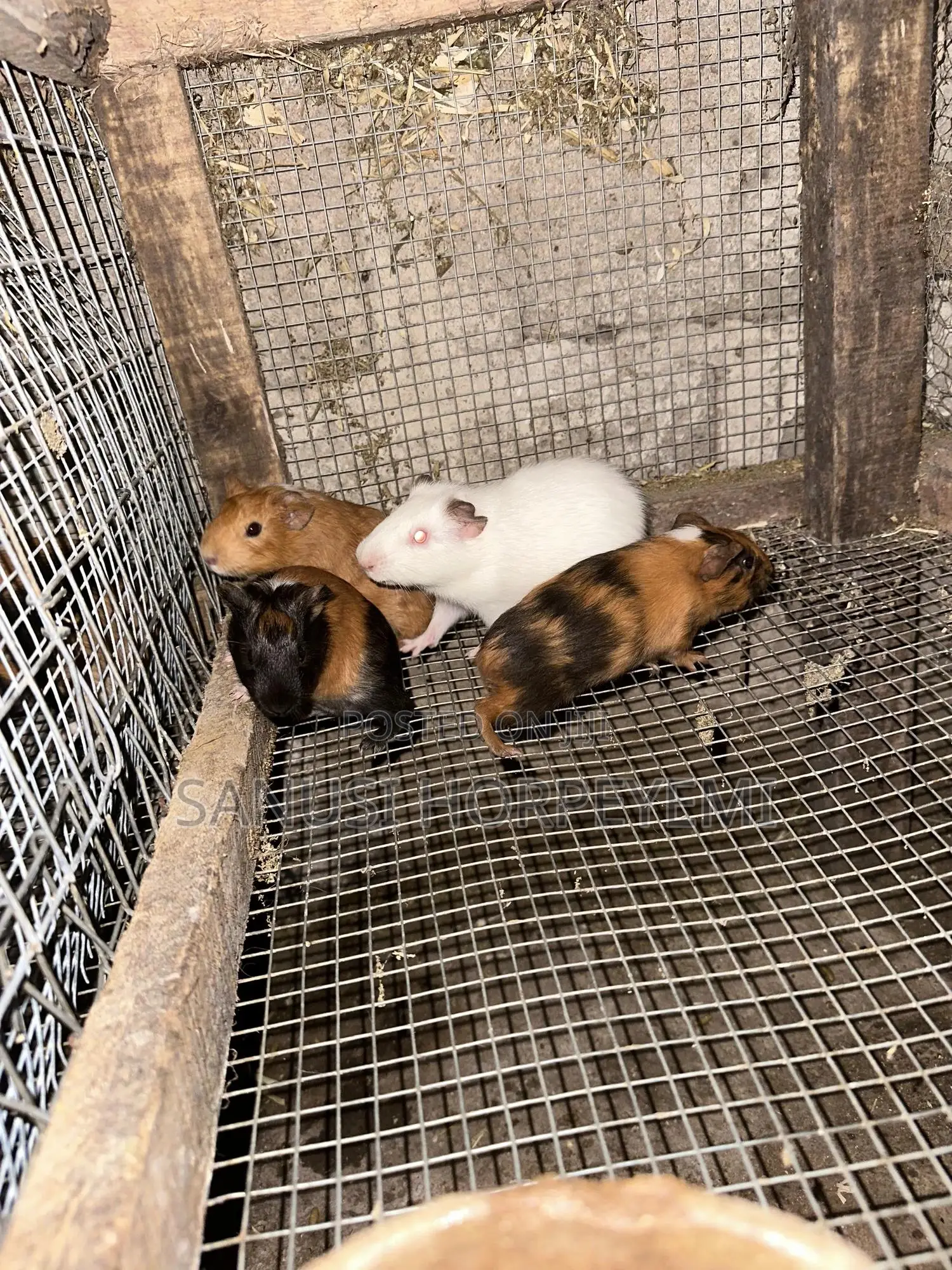 Guinea Pig
