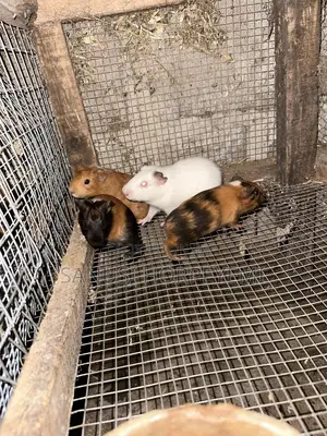 Guinea Pig