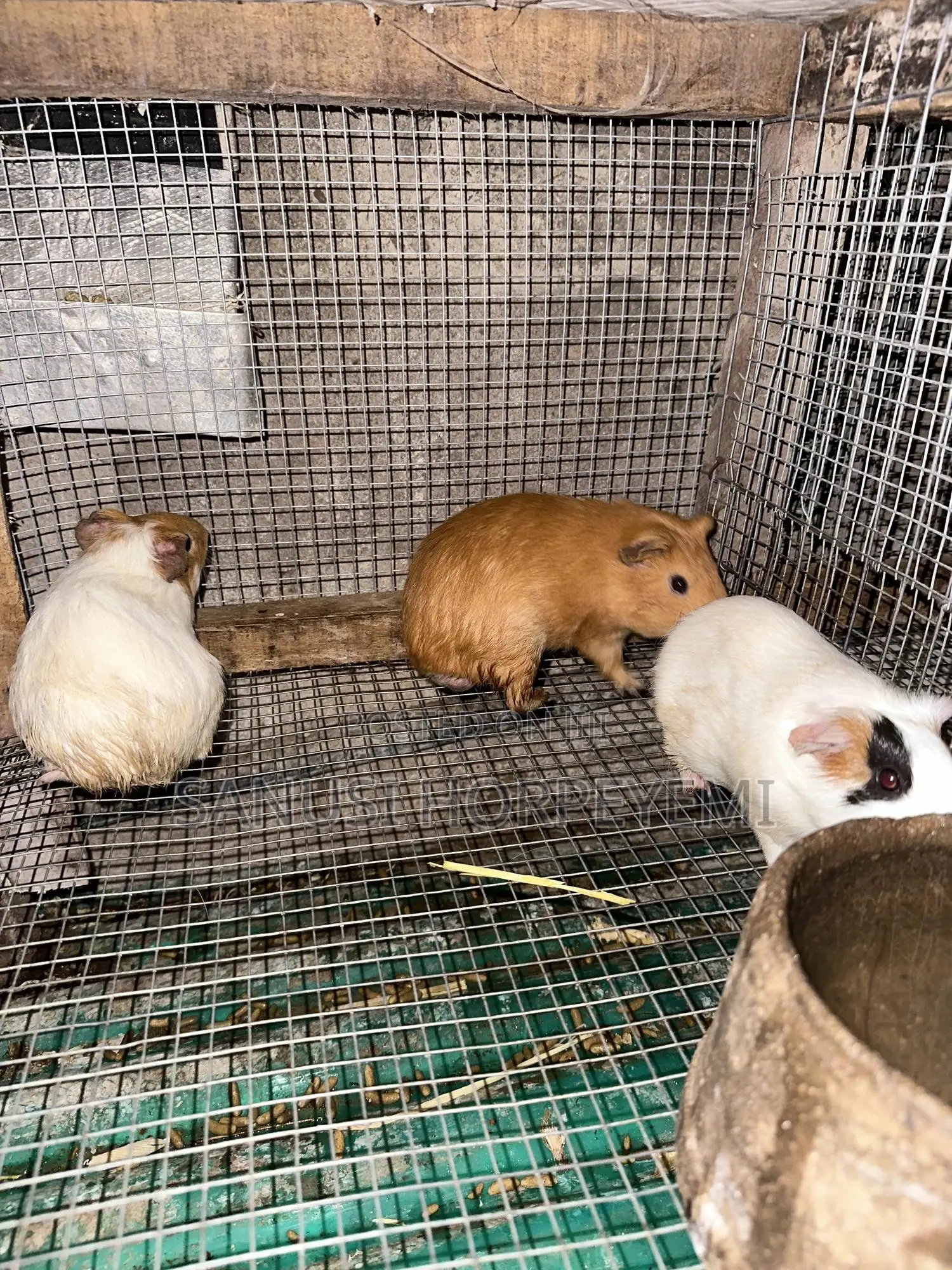 Guinea Pig