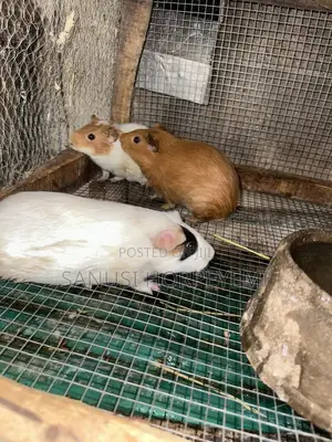Guinea Pig