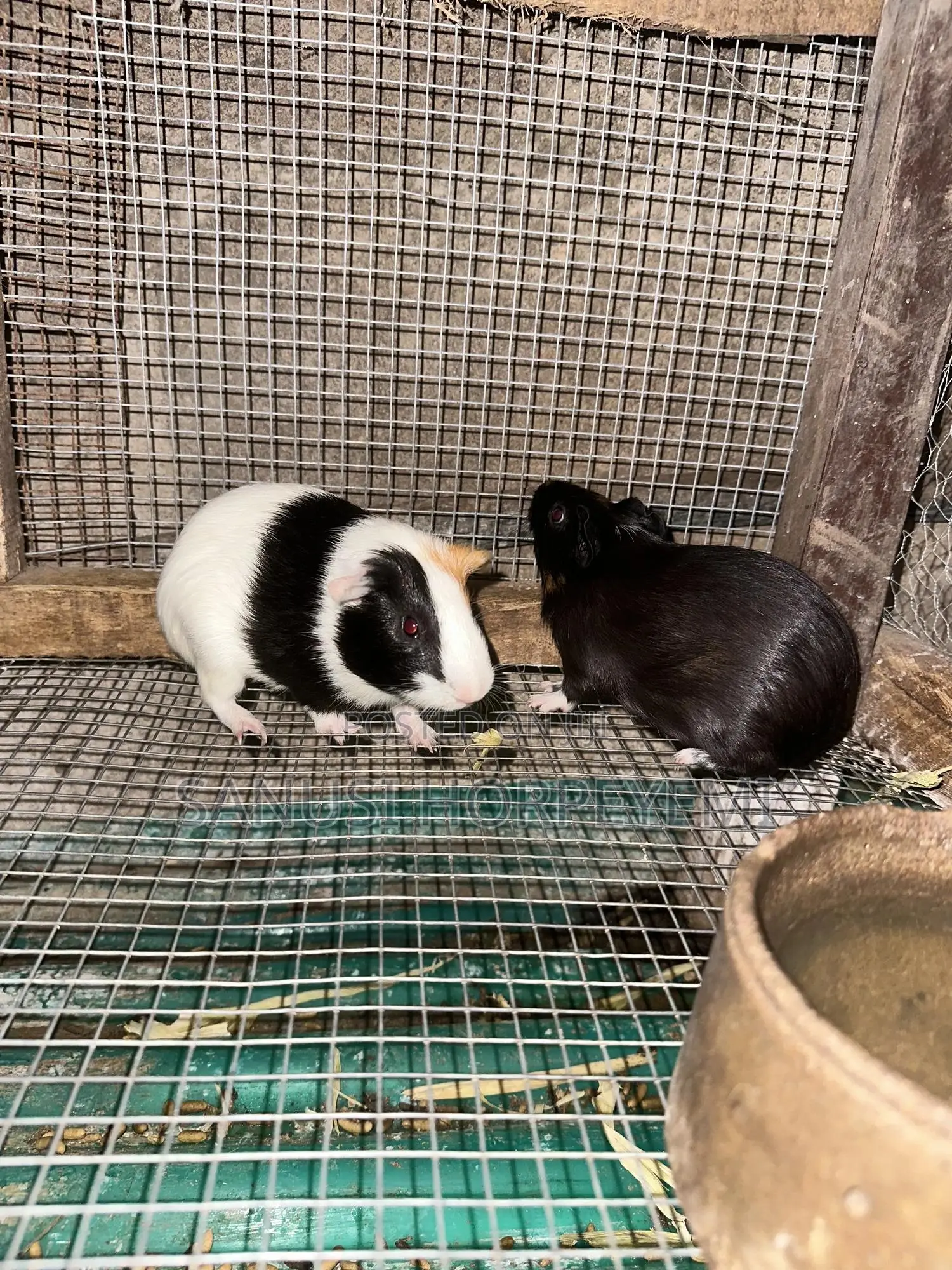 Guinea Pig