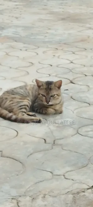 Very Handsome Cat