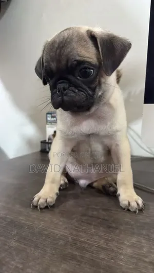 1-3 months Male Purebred Pug