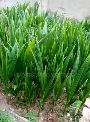 Supergen Malaysia Seedlings Coconut