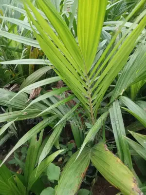 Supergen Malaysia Seedlings Coconut