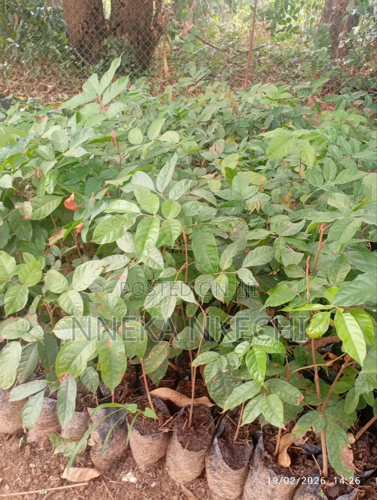 Avocado Pear Nurseries