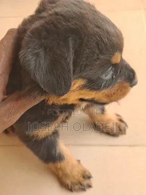1-3 months Male Purebred Rottweiler