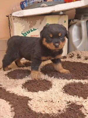 1-3 months Female Purebred Rottweiler
