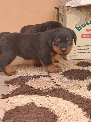 1-3 months Male Purebred Rottweiler