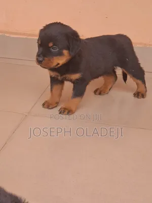 1-3 months Female Purebred Rottweiler