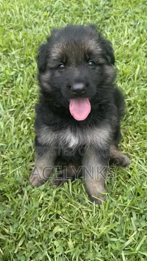 1-3 months Female Purebred German Shepherd