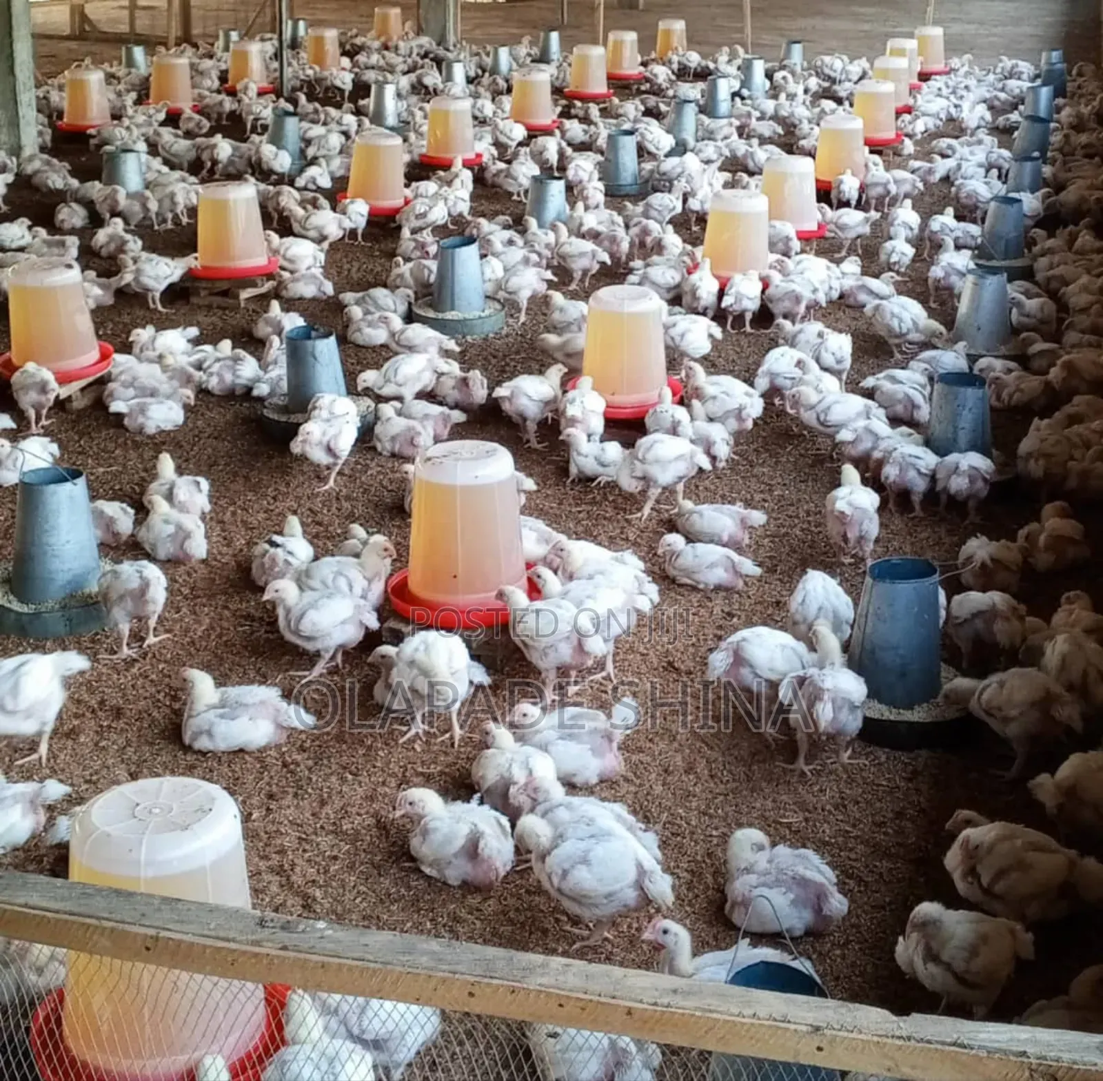 4 Weeks Broiler