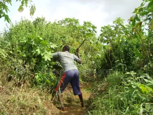  Compound Flower Maintenance Services 