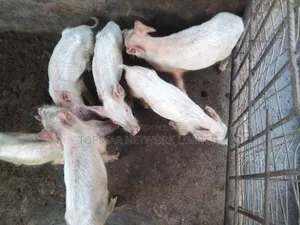 Premium Large White Weaners – Healthy, Fast Growing High Profit!