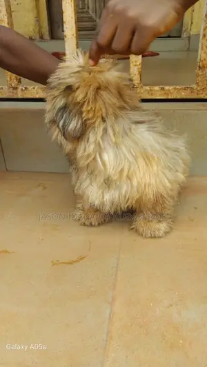 1-3 months Female Purebred Lhasa Apso