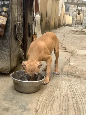 3-6 months Male Purebred American Pit Bull Terrier