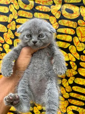 1-3 months Female Purebred Scottish Fold