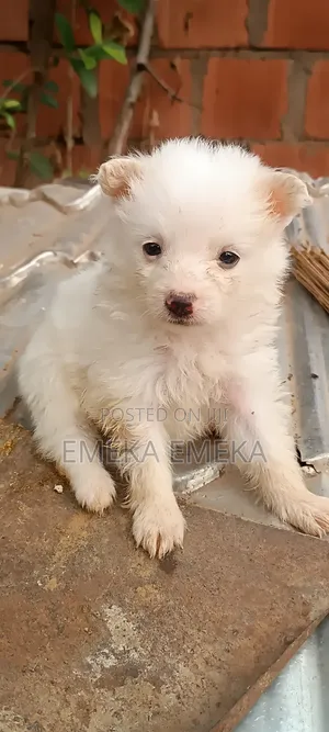 1+ year Male Purebred American Eskimo