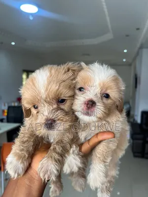 0-1 month Male Purebred Lhasa Apso