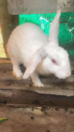 Ridomula Rabbit Farm