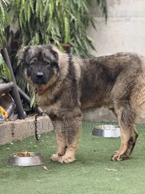 6-12 months Male Purebred Caucasian Shepherd