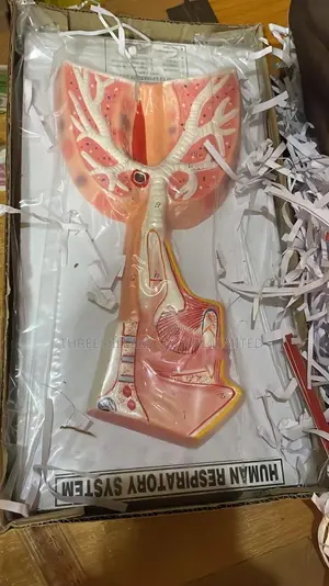 Human Respiratory System Model