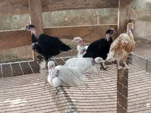 Greenland Farm Special Breed Birds (Naked Neck)