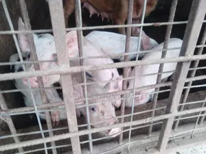 Large White Weaners