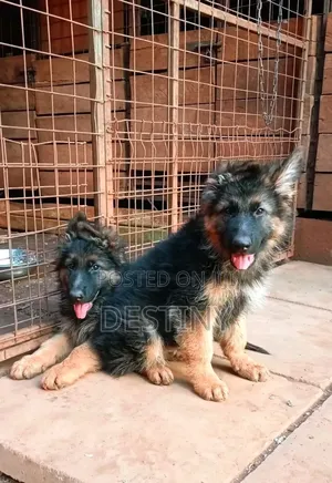 3-6 months Female Purebred German Shepherd