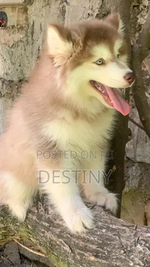 3-6 months Male Purebred Alaskan Malamute