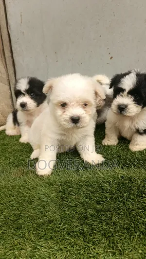 1-3 months Male Purebred Lhasa Apso