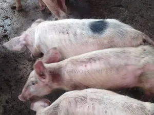 Healthy Large White Grower Pigs