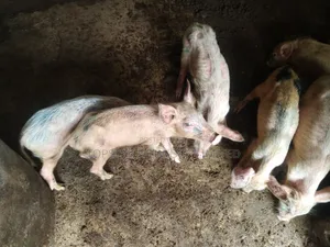 Healthy Weaners Available for Sale