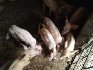 Healthy Weaners Available for Sale